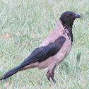 Hooded crow