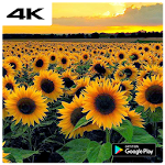 Cover Image of Download Sunflower Wallpaper HD Pro 🌻 1.0 APK