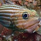 Tiger Cardinalfish