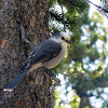 Gray Jay