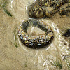 Aggregating Sea Anemone