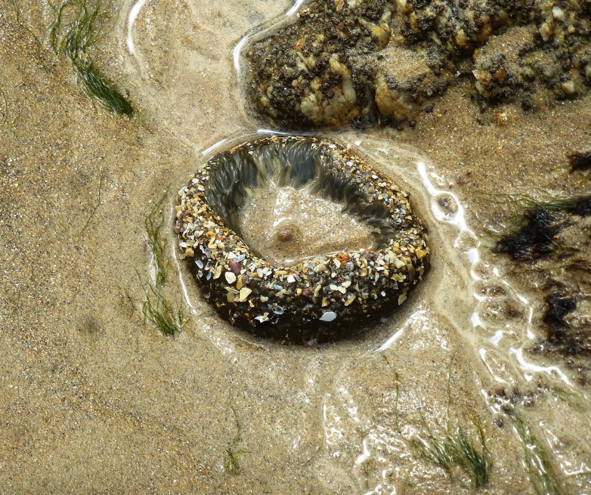 Aggregating Sea Anemone