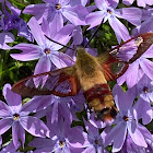 Hummingbird Clearwing moth