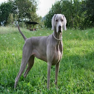 Weimaraner Live Wallpaper