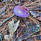 Violet Cort -- Cortinarius iodes