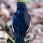 Oriental Magpie Robin