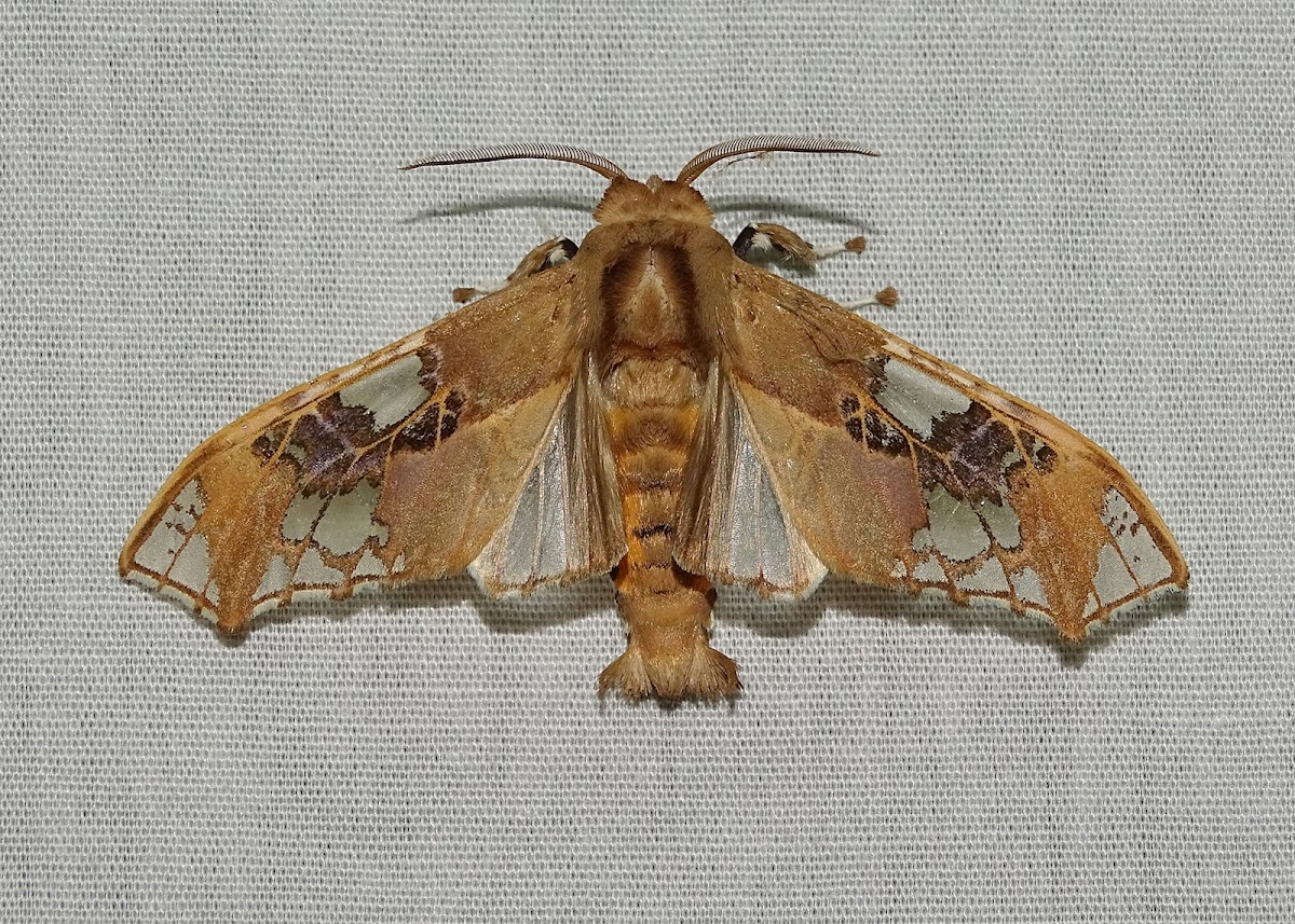 Moth - Parathyris cedonulli