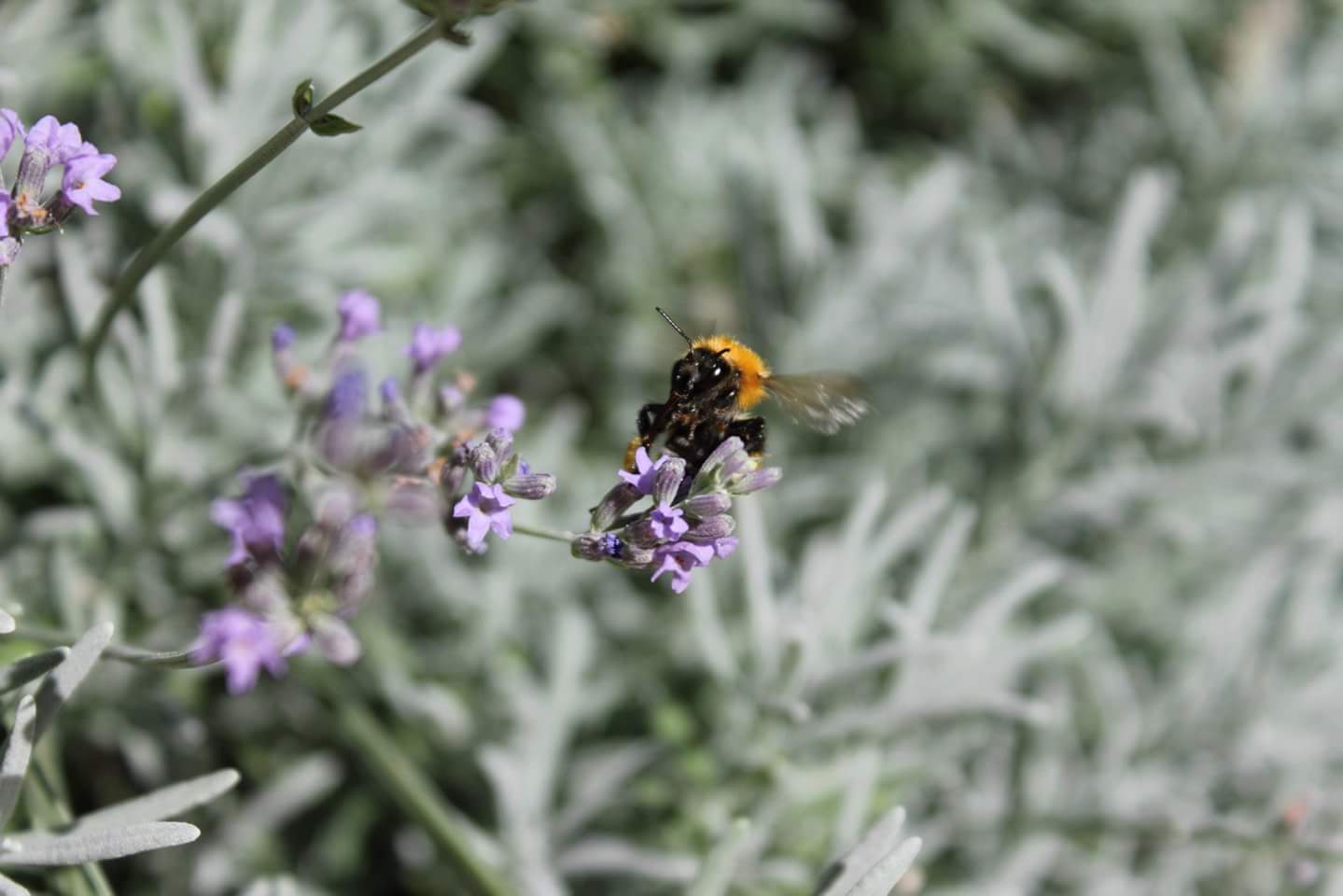 Il declino della biodiversità degli insetti impollinatori. di monica_pisano