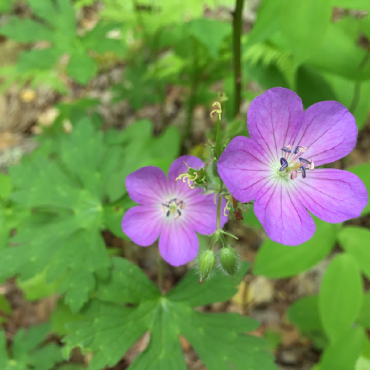 Wild geraniums