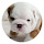 Bulldog HD Wallpapers Featured Pets Topics