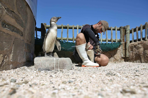 ON THE ROCKS: Beaky the African penguin watches East London Aquarium staffer Tim Freshwater work with one of his friends. Today the aquarium’s African penguin colony will be the first in the world to be DNA tested, microchipped and bio-banked in a national conservation and research programme to protect the critically endangered species Picture: MARK ANDREWS