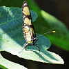 Borboleta-do-manacá