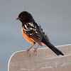 Spotted Towhee