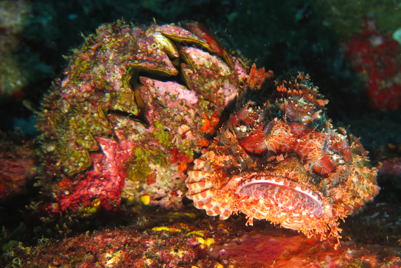 Bearded scorpionfish