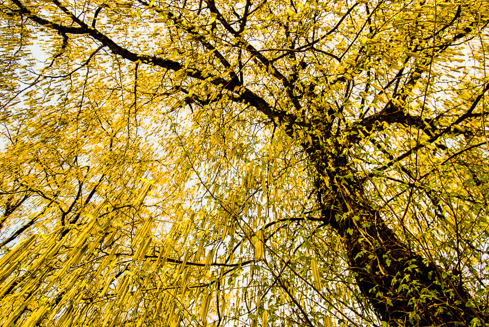 Giallo a caduta. di PaoloPalazzi