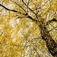 Giallo a caduta. di 