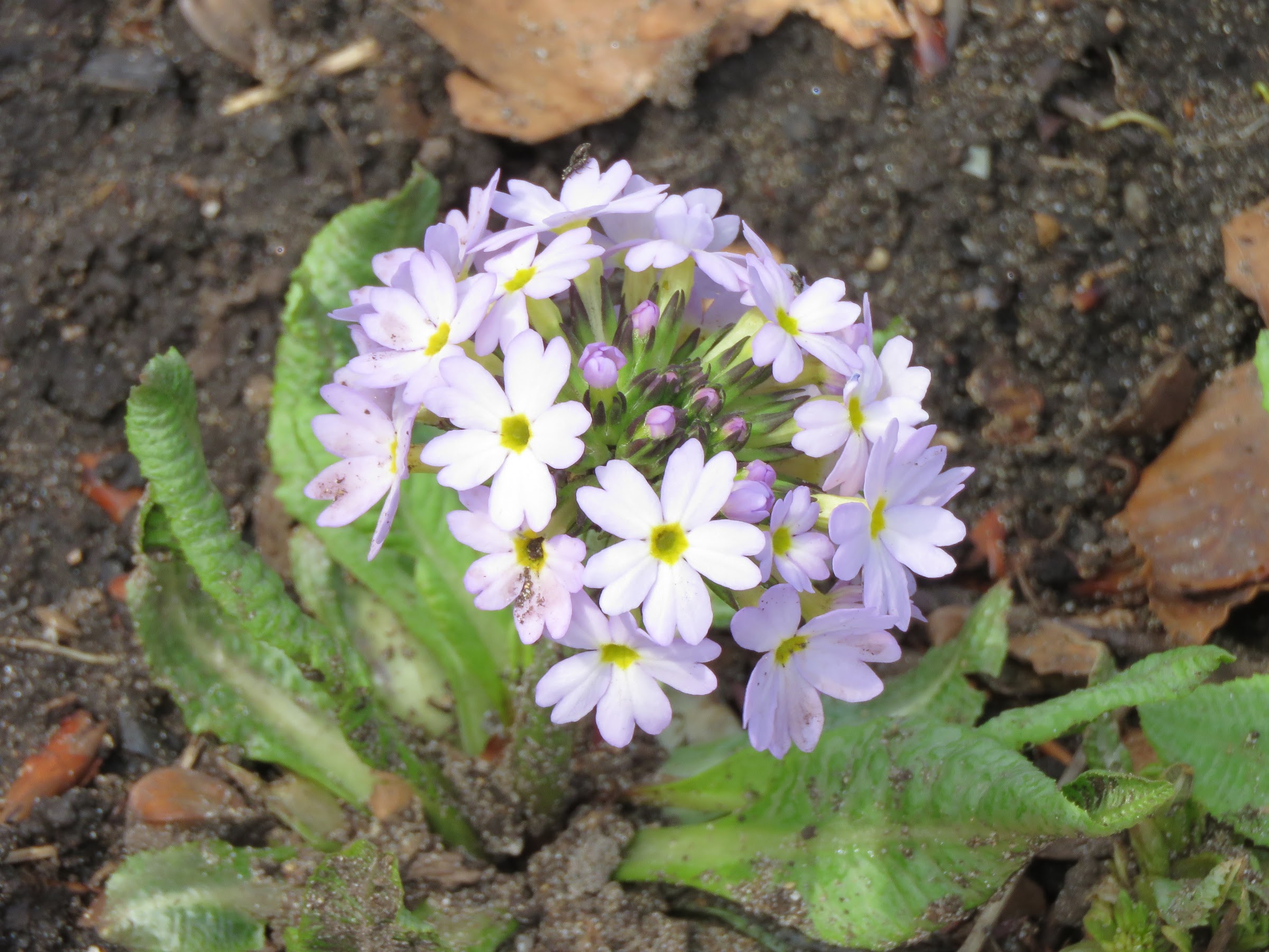 Pendant ce temps, dans le jardin de grigri... - Page 9 MgKoxwBS4ZJclYn7yn1mf24Z0Oi2HO7yl6LXxEfGz0xW9jdltc21Cf1ipfSauQIsbGhQM6SfYYXUoKeAP87qOFB0Cg4XckOcbVmsz0Xc19w5LIbNmO0BtcLwenCJBUUs4ArDx9Sd2rY=w2400