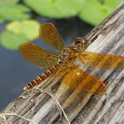 Eastern Amberwing