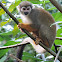 Common squirrel monkey