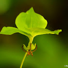 Indian cucumber root