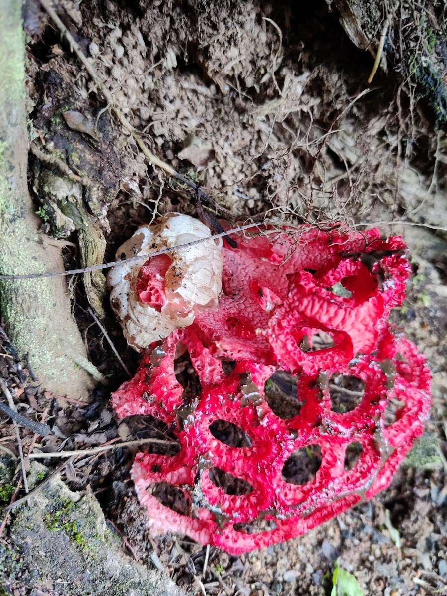 Latticed Stinkhorn