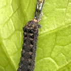 Yellow Striped Army Moth