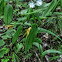 Largeflower Bellwort