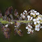 Hairy lepidium