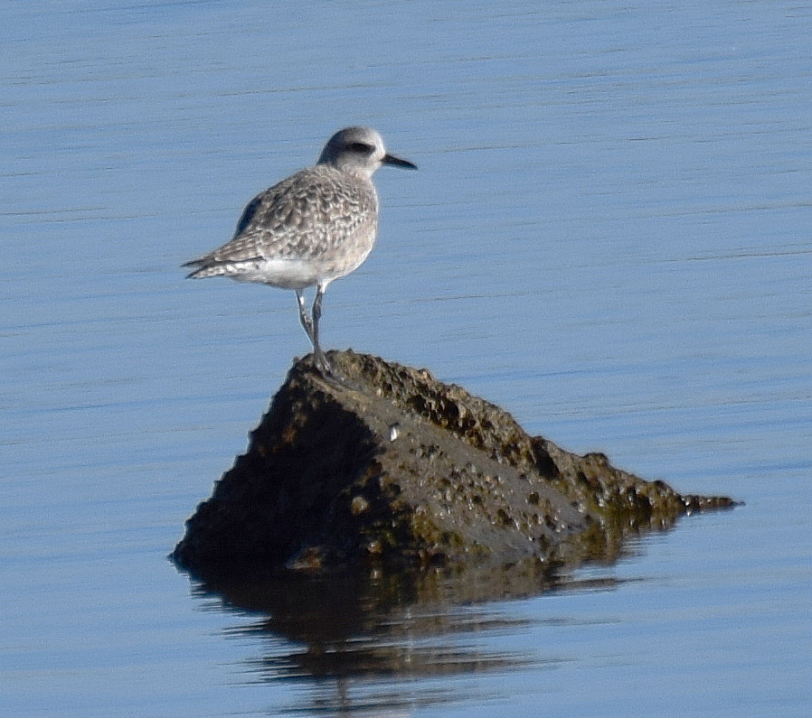 Grey Plover