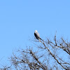 White-tailed Kite