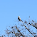 White-tailed Kite