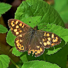 Speckled Wood