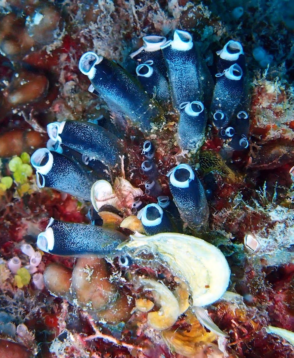 Little Bottle Sea Squirts