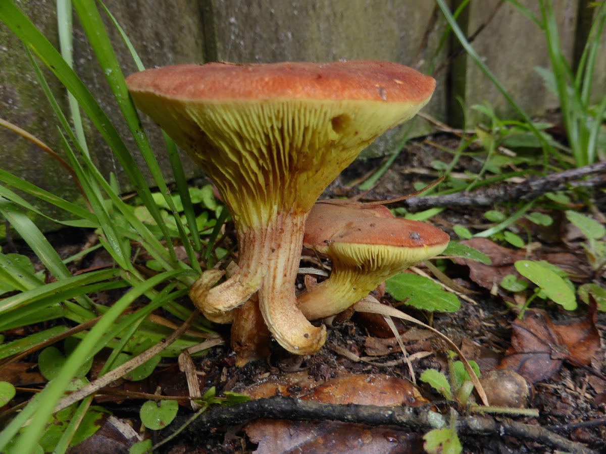 Gilled Bolete