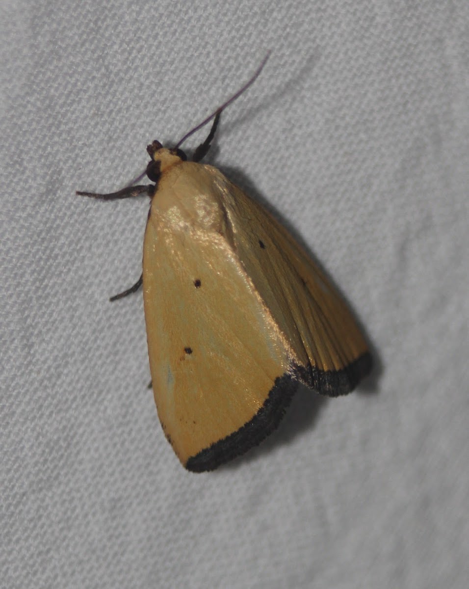 Black-bordered Lemon Moth