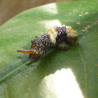 Eastern Giant Swallowtail Caterpillar