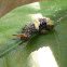 Eastern Giant Swallowtail Caterpillar