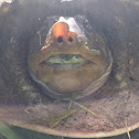 Florida Softshell Turtle