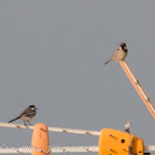 White Wagtail; Lavandera Blanca