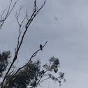 Peregrine Falcon