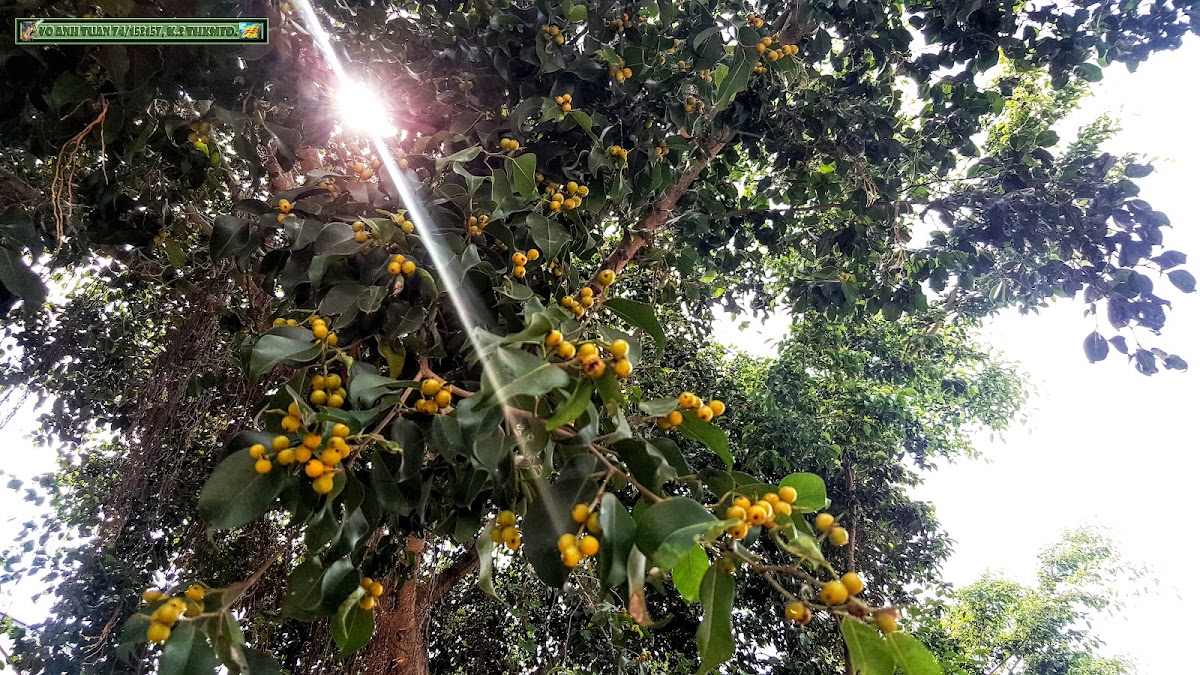 Weeping Fig