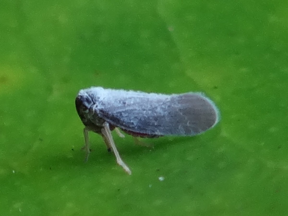 Plant Hopper