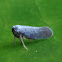 Plant Hopper