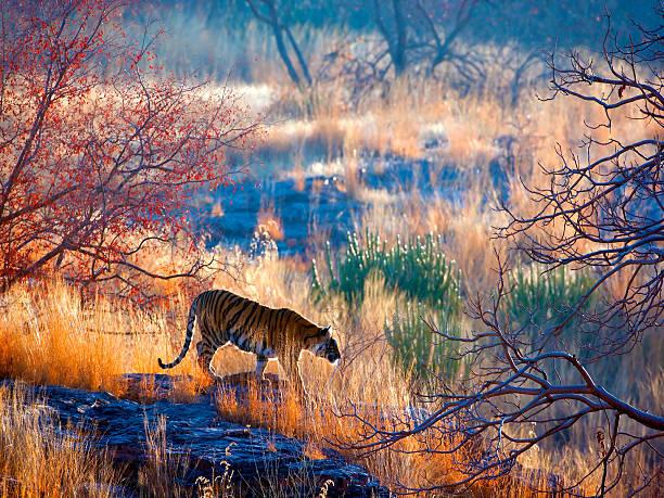 6,300+ Ranthambore National Park Stock Photos, Pictures & Royalty-Free  Images - iStock | Ranthambore national park children, Ranthambore national  park tiger