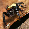 Sword-bearing Jumping Spider