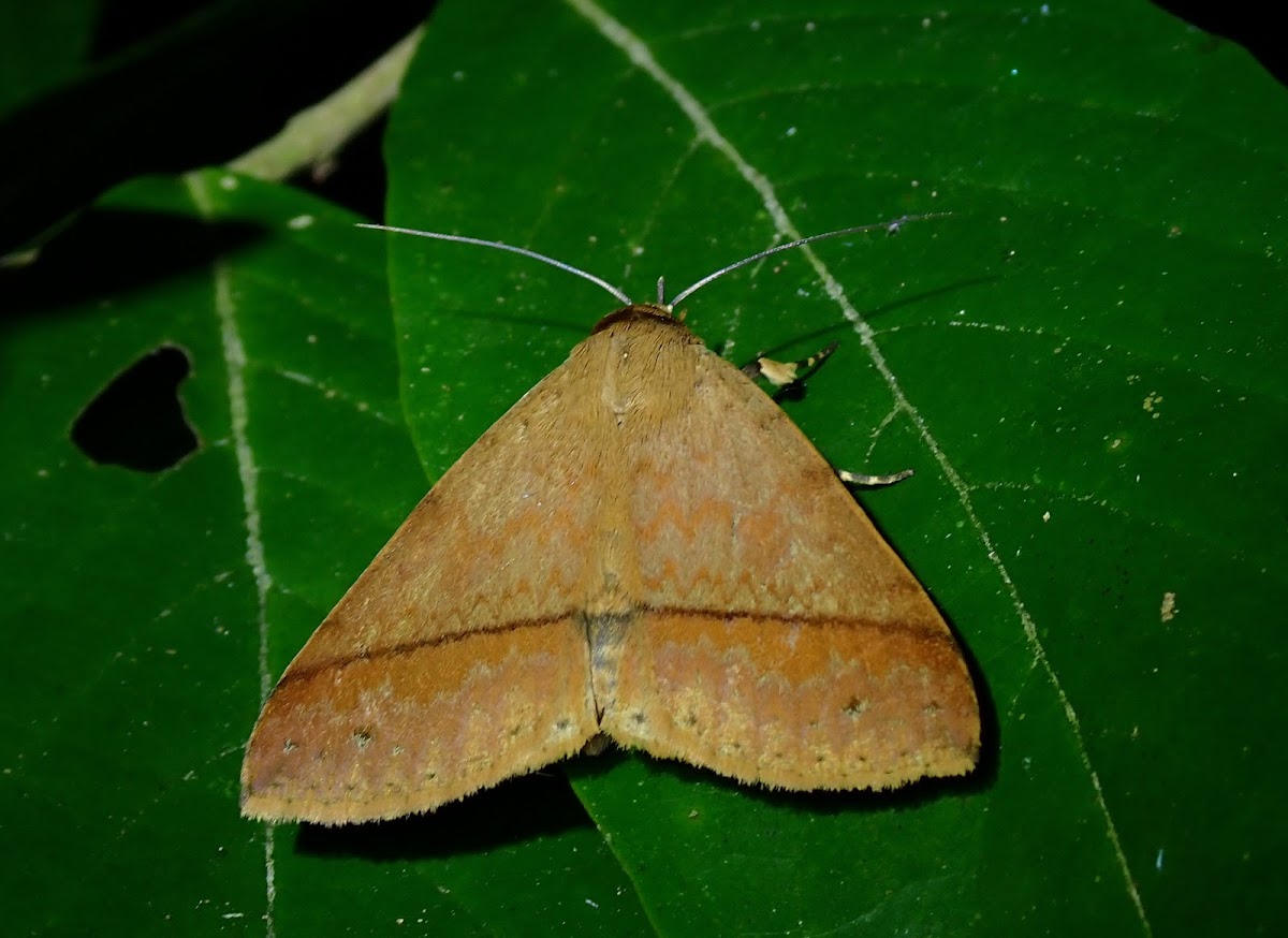 Erebid Moth