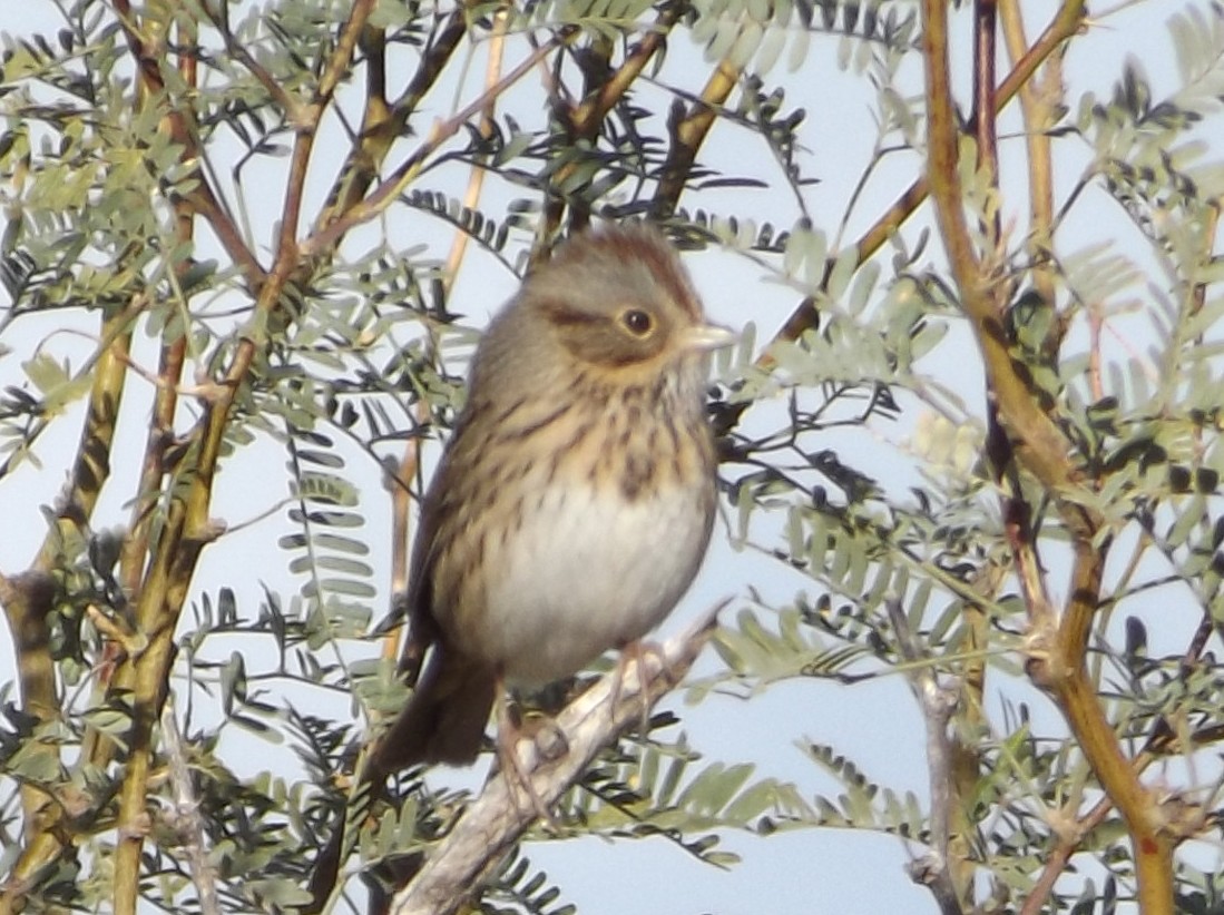 Lincoln's Sparrow