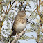 Lincoln's Sparrow