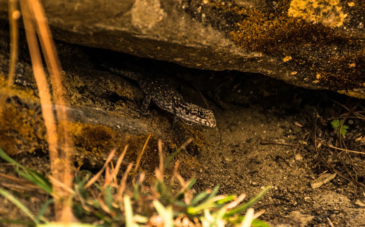 Monitor lizard