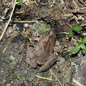 Mixtured Pygmy Frog